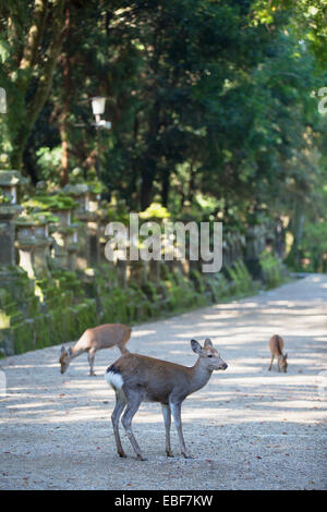 Deer at Kasuga Taisha Shrine (UNESCO World Heritage Site) at dusk, Nara, Kansai, Japan Stock Photo