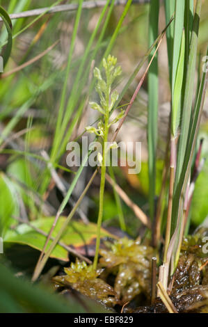 Hammarbya paludosa, (syn Malaxis paludosa) Bog Orchids, Adder's mouth orchid Stock Photo
