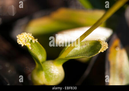Hammarbya paludosa, (syn Malaxis paludosa) Bog Orchids, Adder's mouth orchid Stock Photo