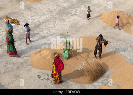 Voirob, Bangladesh. 30th Nov, 2014. There are many children and women who work in the rice mills from 8 a.m. 6 p.m. in the evening on a daily basis for children 50 taka ($0.65 USD) and women 110 taka ($1.43 USD) per day. They only get a short lunch break. Lung disease is common. © Zakir Hossain Chowdhury/ZUMA Wire/Alamy Live News Stock Photo