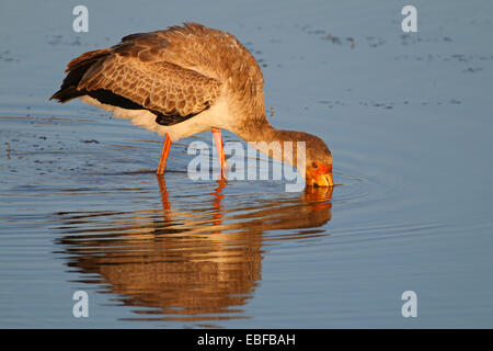 Yellow-billed stork (Mycteria ibis) foraging in shallow water, South Africa