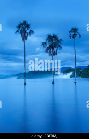 Blue hour photograph of a waterfall and palm trees in Canaima, Venezuela. Stock Photo
