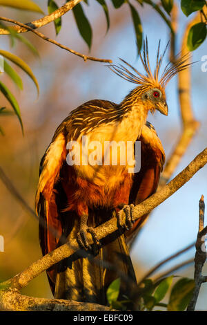 A  Hoatzin  bird (Opisthocomus hoazin) on a tree branch, Los Ilanos del Orinoco, Venezuela. Stock Photo