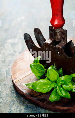 vintage herb cutting mezzaluna knife with fresh basil Stock Photo