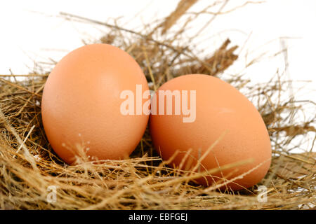 chicken eggs in nest Stock Photo