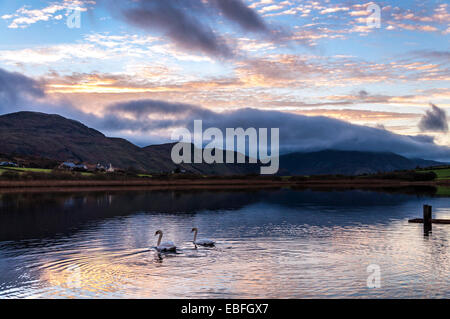 Lake Shanaghan, Ardara, County Donegal, Ireland. 30th November, 2014. Two swans on one of Donegal's many lakes in mild evening light. Credit:  Richard Wayman/Alamy Live News Stock Photo
