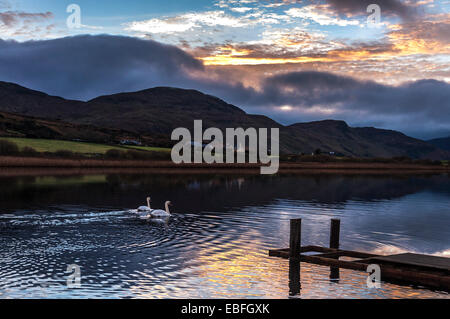 Lake Shanaghan, Ardara, County Donegal, Ireland. 30th November, 2014. Two swans on one of Donegal's many lakes in mild evening light. Credit:  Richard Wayman/Alamy Live News Stock Photo