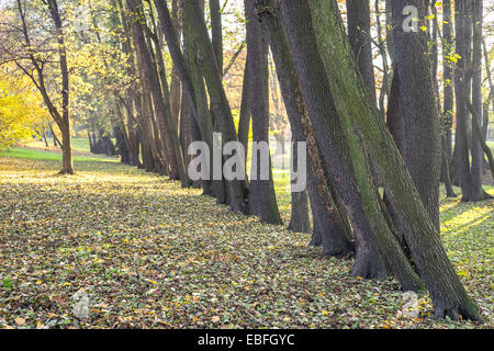 Row of alder autumn trees Alnus glutinosa Stock Photo
