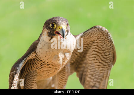 Fast bird predator accipiter or peregrine with spread wings and open beak against green grass background Stock Photo