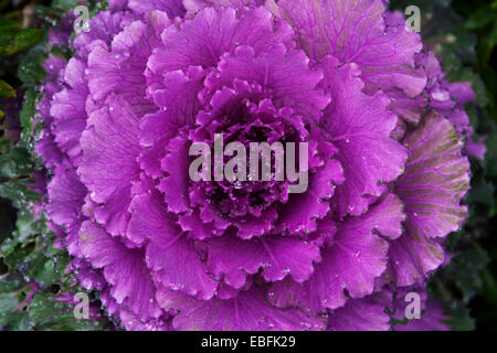 Raindrops on ornamental kale in a garden in Berkeley, California. Stock Photo