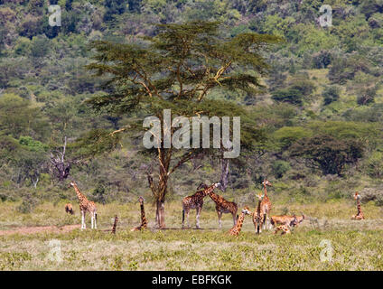 Rothschild's giraffes relaxing in Lake Nakuru, Kenya Stock Photo