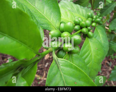 Green coffee beans growing on the branch Stock Photo