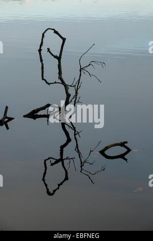 Fallen branch reflected in water Stock Photo