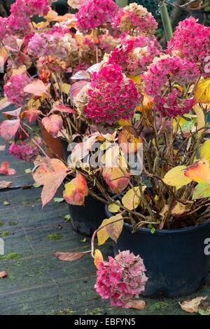 Potted Hydrangea macrophylla 'Hamburg', flower heads and foliage turning red in early winter. Stock Photo
