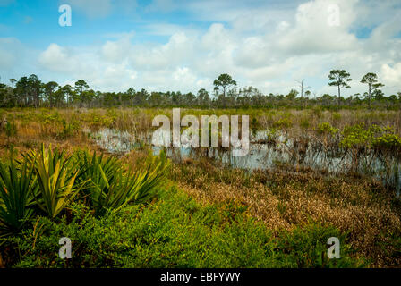 Wetland view in Bon Secour National Wildlife Refuge in Baldwin County, Alabama.The refuge is approximately 7,000 acres in size. Stock Photo