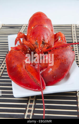 Cooked whole lobster on a white plate Stock Photo