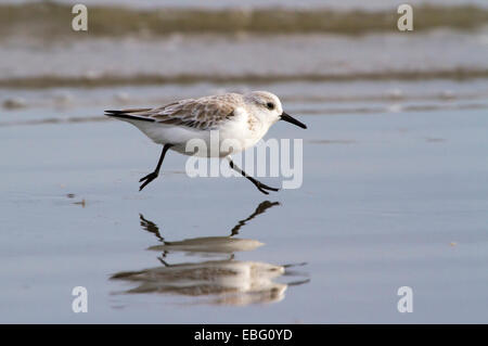 Sanderling (Calidris alba) in winter plumage running on the ocean coast. Galveston, Texas, USA. Stock Photo