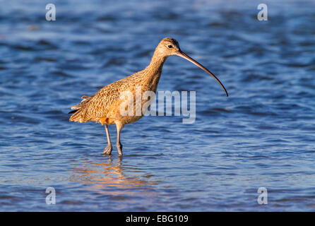 Long-billed curlew (Numenius americanus) foraging in shallow water, Galveston, Texas, USA. Stock Photo