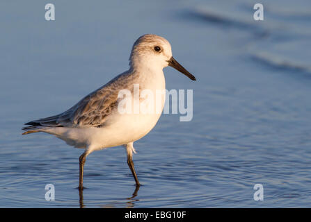 Sanderling (Calidris alba) in winter plumage on the ocean coast at sunset. Galveston, Texas, USA. Stock Photo