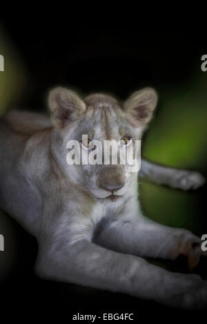 White lion cub (Panthera leo krugeri) Stock Photo