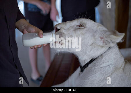 White lion cub (Panthera leo krugeri). Hand feeding an animal. Stock Photo