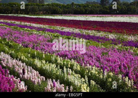 Flower Fields, Lompoc, Santa Barbara County, Central Coast, California, USA Stock Photo