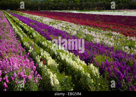 Flower Fields, Lompoc, Santa Barbara County, Central Coast, California, USA Stock Photo
