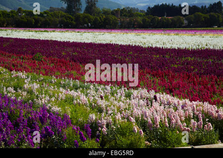 Flower Fields, Lompoc, Santa Barbara County, Central Coast, California, USA Stock Photo
