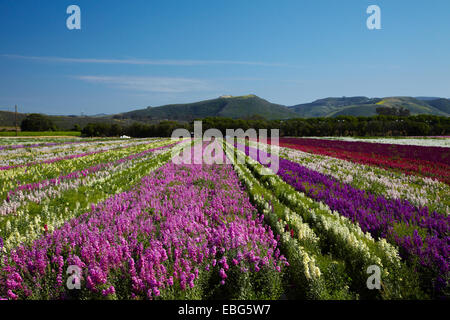 Flower Fields, Lompoc, Santa Barbara County, Central Coast, California, USA Stock Photo