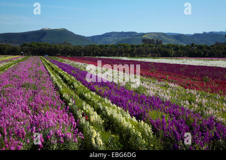 Flower Fields, Lompoc, Santa Barbara County, Central Coast, California, USA Stock Photo