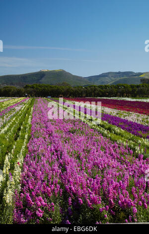 Flower Fields, Lompoc, Santa Barbara County, Central Coast, California, USA Stock Photo