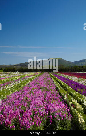 Flower Fields, Lompoc, Santa Barbara County, Central Coast, California, USA Stock Photo
