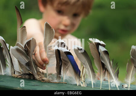 Boy with Mallard (Anas platyrhynchos) feathers Stock Photo