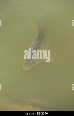 Common Carp (Cyprinus carpio) Stock Photo