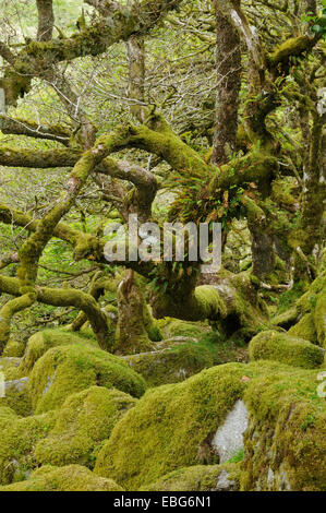 Moss covered Granite Boulders & Oak Trees with epiphytic mosses, lichens and ferns Wistman's Wood, Dartmoor, Devon