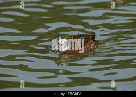 Laysan Duck (Anas laysanensis) Stock Photo