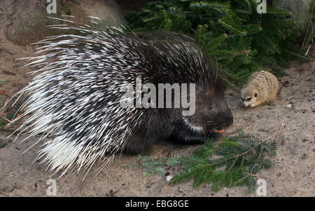 Indian crested porcupine (Hystrix indica) celebrating his Christmas meal together with cute meerkat friend (Suricata suricatta) Stock Photo