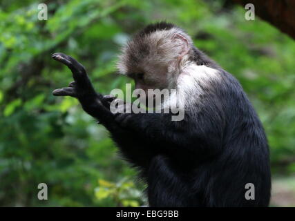 White-headed capuchin ( Cebus capucinus) grooming his own leg a.k.a. white-faced or white-throated capuchin monkey Stock Photo