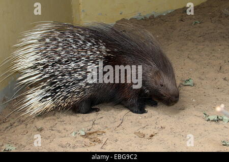 Male Indian crested porcupine (Hystrix indica) at Dierenpark Emmen Zoo Stock Photo
