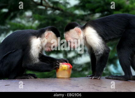 Two White-headed capuchin monkeys  (Cebus capucinus) enjoying frozen fruit a.k.a. white-faced or white-throated capuchin monkey Stock Photo