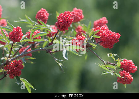 Red Elderberry (Sambucus racemosa), Nida, Curonian Spit, Klaipėda County, Lithuania Stock Photo