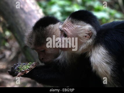 Two White-headed capuchin monkeys ( Cebus capucinus) posing together a.k.a. white-faced or white-throated capuchin monkey Stock Photo