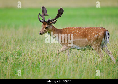 Fallow Deer (Dama dama) standing on a meadow, captive, Bavaria, Germany Stock Photo