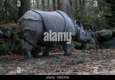 Greater one-horned Indian rhinoceros ( Rhinoceros unicornis) Stock Photo