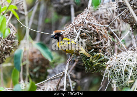 The village weaver (Ploceus cucullatus), also known as the spotted-backed weaver or black-headed weaverin the Hispaniola Island, Stock Photo