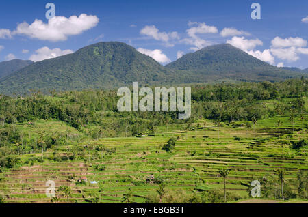 Rice terrace landscape, Pacung, Bali, Indonesia Stock Photo