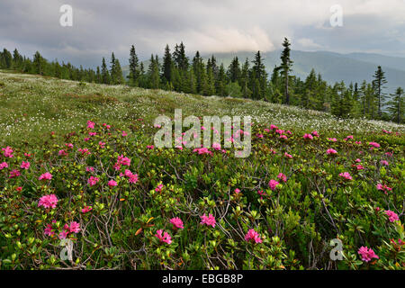 Snow-rose or Rusty-leaved Alpenrose (Rhododendron ferrugineum), Innsbruck, Tyrol, Austria Stock Photo