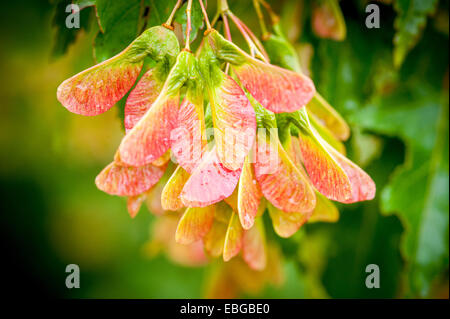 Close up of maple tree (acer) seed pods Stock Photo