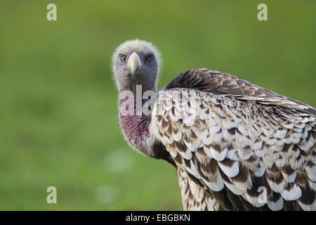 Rueppell's Vulture or Rueppell's Griffon Vulture (Gyps rueppellii), Massai Mara, Serengeti, Rift Valley province, Kenya Stock Photo