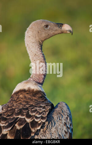 Rueppell's Vulture or Rueppell's Griffon Vulture (Gyps rueppellii), Serengeti National Park, Serengeti, Tanzania Stock Photo